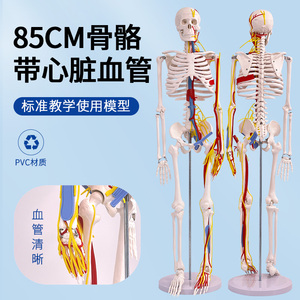 医用85CM人体骨骼带心脏与血管模型附神经及脑 小针刀骨骼模型