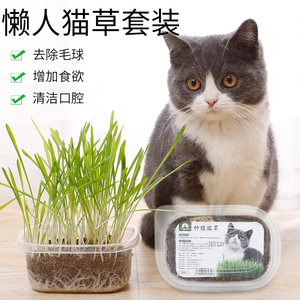 猫草泥土猫草种植套装猫草种子小麦草去毛球种籽盆栽用品营养土喵