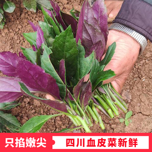 【全年供货】四川血皮菜新鲜紫贝紫背菜观音菜雪皮菜时令蔬菜野菜