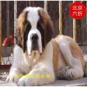 纯种圣伯纳犬活体巨型家养高原救援犬北京犬舍出售幼犬伯恩山大型