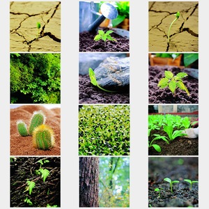 全球平面图库素材自然生命力量萌芽发芽种子植物成长高清图片