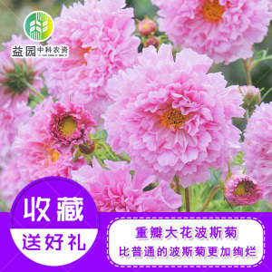 大花重瓣波斯菊花种子 植物室外阳台盆栽四季开花 易种格桑花种籽