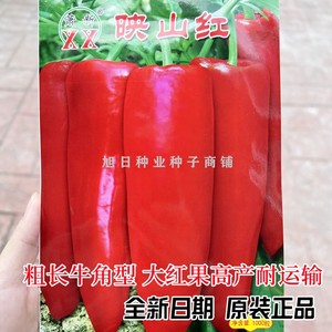 萧新映山红牛角椒辣椒种子早熟高产春秋季基地用粗长型红辣椒种籽