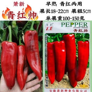 大红椒种子萧新青红帅青红两用辣椒种子粗长牛角型光椒种子早熟籽