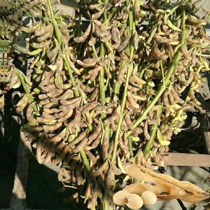 树豆王 农户大田种植超高产千斤大豆种子高蛋白黄豆种子1斤黄豆种