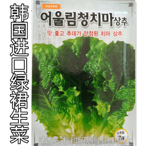 韩国进口绿裙生菜种子 优质生菜籽 春季四季大田蔬菜种子蔬菜籽苗