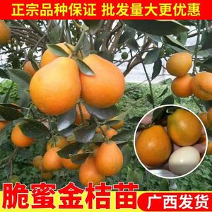 脆密金桔带果发货盆栽树苗四季果树可食用橘子苗脆皮金橘室内常绿