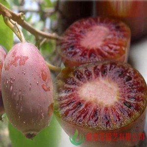 紫美猕猴桃品种红心猕猴桃果树苗盆栽嫁接猕猴桃苗当年结果苗
