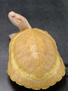 活体巴西龟宠物龟变异黄金白化长寿巴西龟