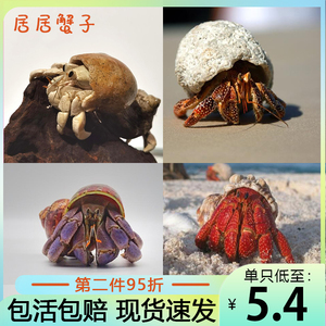 陆生寄居蟹宠物 淡水灰白深紫黑莓草莓短腕 观赏寄居蟹小螃蟹家养