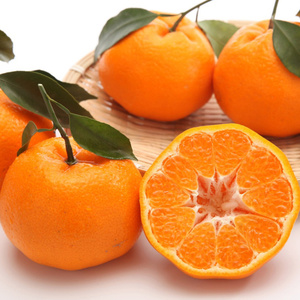 四川省丑橘耙耙柑桔子手拔粑粑芦柑爆汁新鲜水果10斤砂糖蜜橘