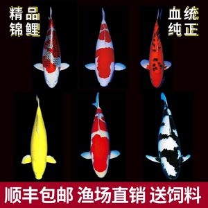 锦鲤活鱼观赏鱼冷水鱼好养耐活日本纯种红白昭和介子招财鱼活体鱼