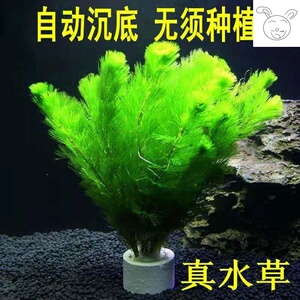 鱼缸里的绿植水养深绿色大宝塔草懒人阴性植物水草茎活体有后景 阿里巴巴找货神器