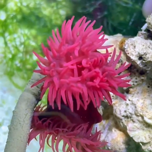 原生小海葵珊瑚网红海水生物活体海星寄居蟹海水鱼尼莫小丑鱼混养