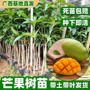 芒果苗树四季芒果小台农芒嫁接特大庭院南方种植盆栽地栽当年结果