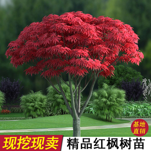 红枫树苗四季中国红庭院美国日本红枫红舞姬盆栽绿化盆景植物苗木