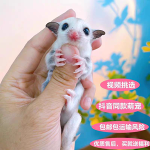 抖音同款澳洲蜜袋鼯网红宠物蜜袋鼠活体幼崽宝宝蜜袋鼬密袋小飞鼠