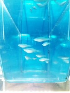 实验斑马鱼成鱼繁殖专用AB/TU/TL品系实验科研产卵药理毒理环境
