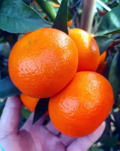 广西沃柑大果水果香甜可口当季时令新鲜2斤5斤9斤整发货橘子桔子