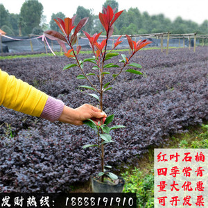 红叶石楠绿化树苗苗木四季常绿庭院花园绿化植物石楠篱笆苗花灌木