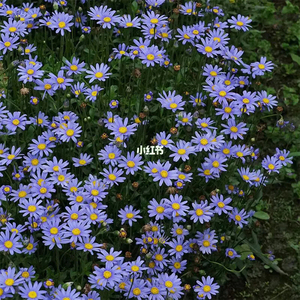 蓝色玛格丽特盆栽花苗阳台庭院开花机器多季开花不断蓝色系花卉