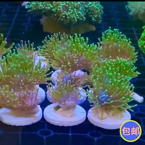 澳洲二绿皮革珊瑚非皮长须大花新手好养珊瑚lps软体海缸