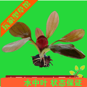 亚马逊水景馆红旦皇冠水草自家水草水中叶 阿里巴巴找货神器 亚马逊水景馆红旦皇冠水草自家水草水中叶 阿里巴巴找货神器
