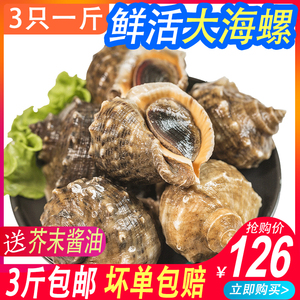 青岛特产海鲜野生即食大海螺肉鲜活超大生猛鲜贝类水产3斤装包邮