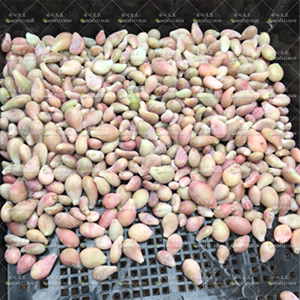 安心豆豆进口多肉桃蛋叶片桃之卵叶片丸叶桃蛋亚美桃蛋限量出