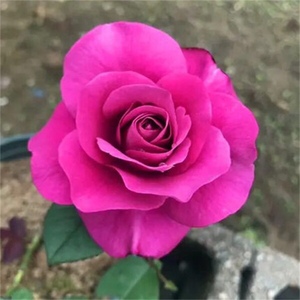 星座系列微月冥王星阳台四季多花扦插月季玫瑰苗适合阳台栽种