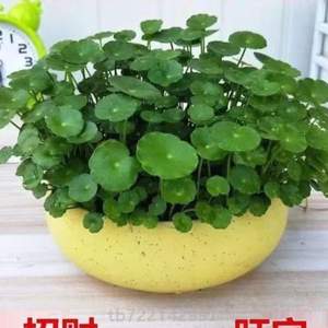 盆栽招财小绿植器花卉莲水培创意植物花盆水花室内碗养简约{睡莲