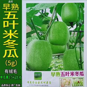 早熟五叶米冬瓜5g小蔬菜种子孑籽白广枕瓜白扁蒲大瓠子瓠子蒲葫芦