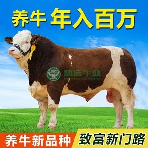 云南西门塔尔牛犊活牛出售肉牛犊四川湖南湖北山东贵州牛犊子活牛