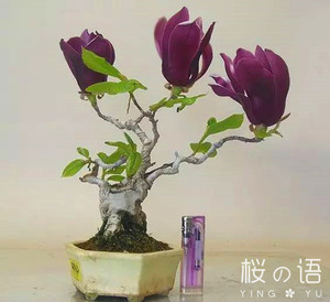 日本矮化紫玉兰 全年多次开花可做玉兰盆景 客厅阳台庭院观赏树苗