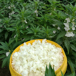 红白凤仙花花瓣新鲜治灰指甲草花现摘染指甲粉泡脚泡酒桃红抑菌液