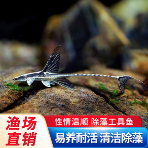 皇冠直升机小型热带鱼异型鱼观赏工具鱼红蜻蜓强效除藻异形鱼活体