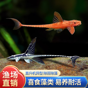 清道夫红蜻蜓直升机异型鱼胡子鱼大帆清缸除藻高端热带小型皇冠