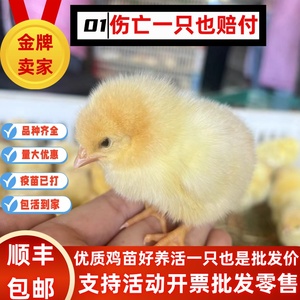 小鸡活苗小鸡仔活的五黑绿壳蛋鸡苗农家养殖土鸡苗小鸡活苗零售