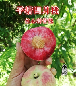 贵州平塘四月桃农家新鲜四月桃应季水果结桃百花桃顺丰包邮