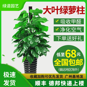 大叶绿萝吸甲醛柱包邮大型室内植物常青盆栽绿植养眼环保净化空气