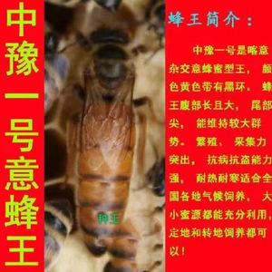 意蜂生产王意蜂产卵王蜜浆型意蜂蜂王中豫一号意蜂王意蜂交尾王脾