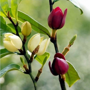 含笑花苗盆栽含笑花苗四季开花含笑紫花浓香花卉客厅室内芳香植物