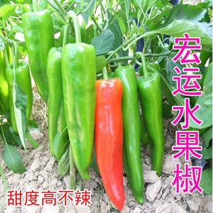 水果椒辣椒种子/种籽 不辣的薄皮南方四季盆栽种植食用蔬菜孑种苗