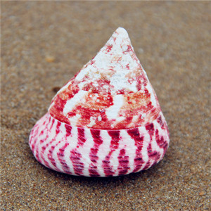 天然海螺贝壳收藏红斑钟螺鱼缸布景婚庆装饰摆件创意礼品玩具标本
