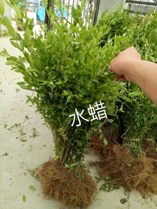 长沙水蜡树苗绿化工程行道苗四季常青球形水腊苗小区花园水蜡苗盆