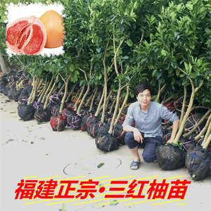 红肉柚子苗 红肉柚子苗品牌 价格 阿里巴巴