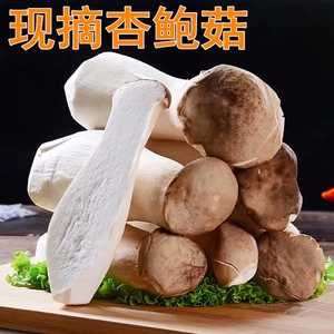 【顺丰包邮】杏鲍菇现摘 新鲜杏鲍菇 鸡腿菇火锅料理蘑菇蔬菜菌菇