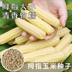 拇指玉米种子香甜糯迷你小玉米白糯玉米种籽袖珍手指粘粟玉米种子
