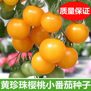 番茄蔬菜种子四季黄圣女果黄珍珠小圆西红柿籽樱桃小柿子水果菜籽