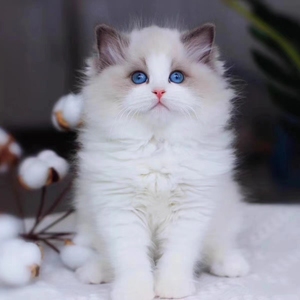 布偶猫幼猫纯种幼崽猫咪海双蓝双仙女猫宠物猫英短蓝白猫猫咪活物